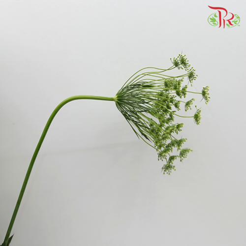 Ammi Majus White - Pudu Ria Florist Southern