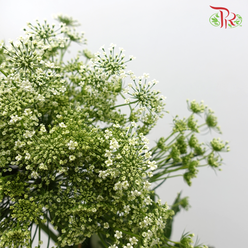 Ammi Majus White - Pudu Ria Florist Southern