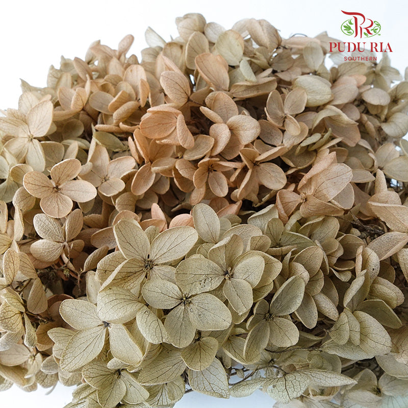 Preservative Hydrangea - Antique Bronze - Pudu Ria Florist Southern