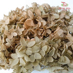 Preservative Hydrangea - Antique Bronze - Pudu Ria Florist Southern