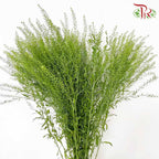 Thlaspi Green Bell - Pudu Ria Florist Southern