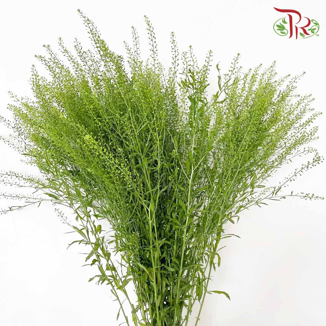 Thlaspi Green Bell - Pudu Ria Florist Southern