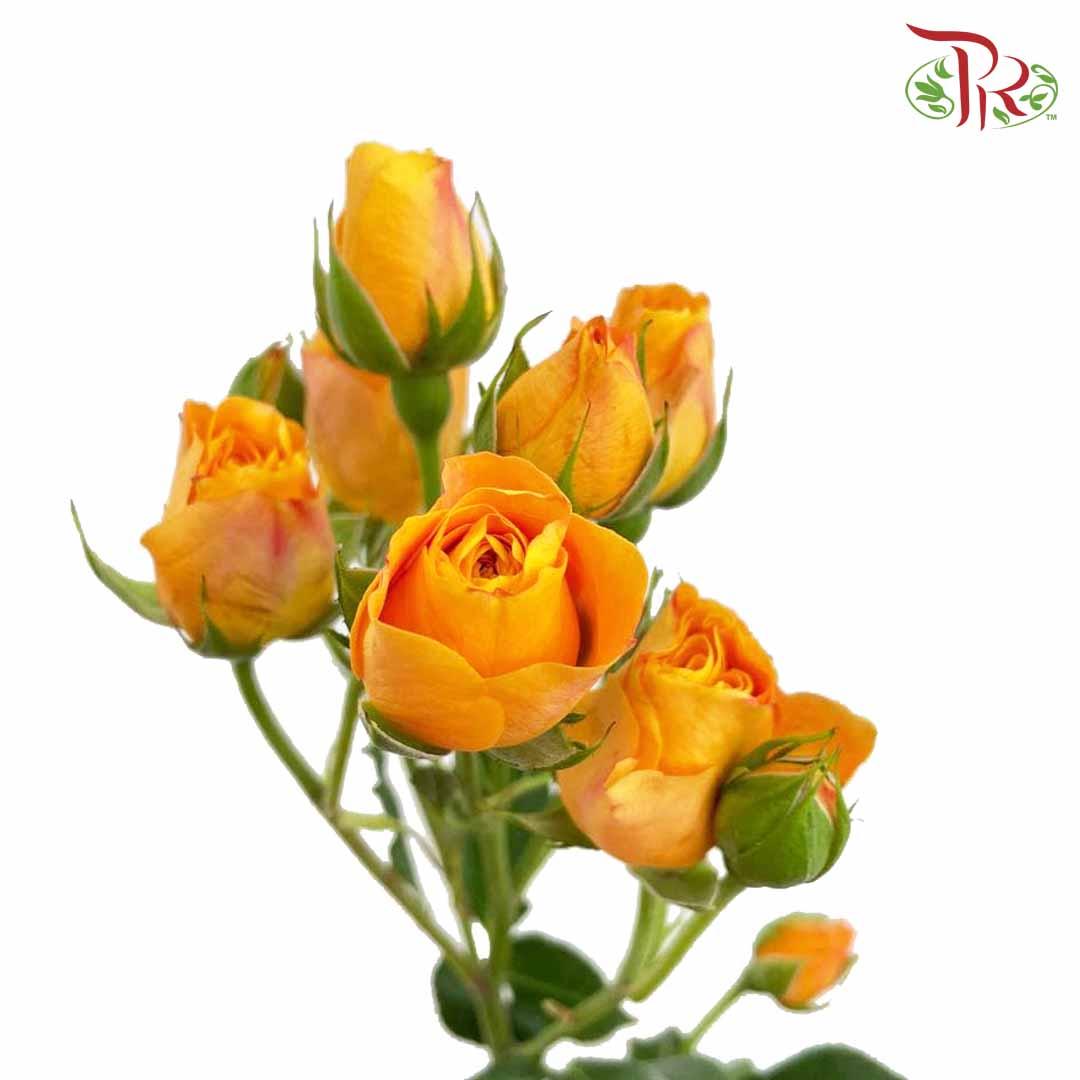 Rose Spray Orange (8-10 Stems) - Pudu Ria Florist Southern