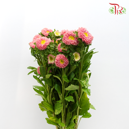 Aster Pink - Per Bunch - Pudu Ria Florist Southern