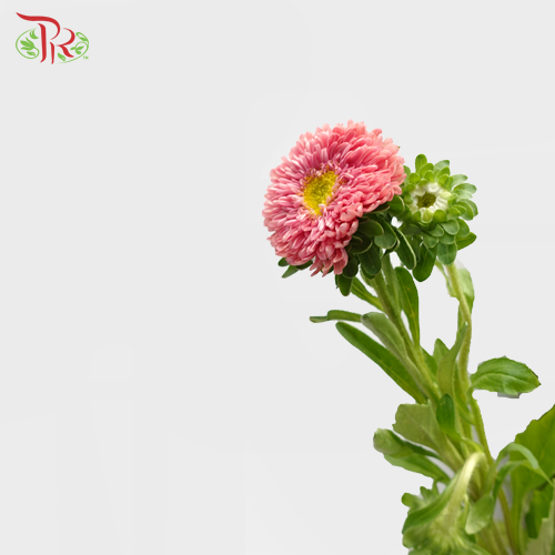 Aster Pink - Per Bunch - Pudu Ria Florist Southern