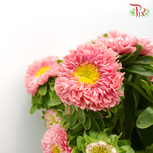 Aster Pink - Per Bunch - Pudu Ria Florist Southern