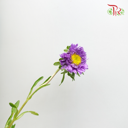 Aster Purple - Per Bunch - Pudu Ria Florist Southern