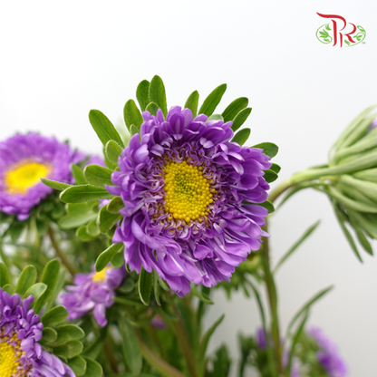 Aster Purple - Per Bunch - Pudu Ria Florist Southern