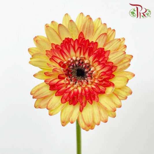 Gerbera Perfectly Satisfactory (8-10 Stems) - Pudu Ria Florist Southern