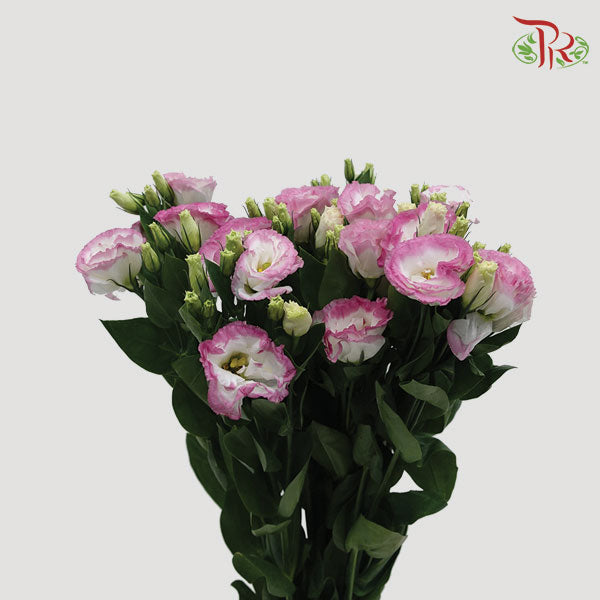 Eustoma Aube Type Pink Poctee (12-15 Stems) - Pudu Ria Florist Southern