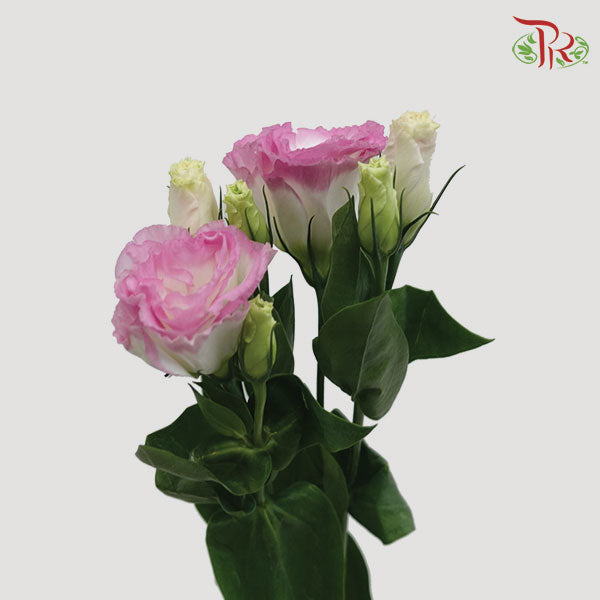 Eustoma Aube Type Pink Poctee (12-15 Stems) - Pudu Ria Florist Southern