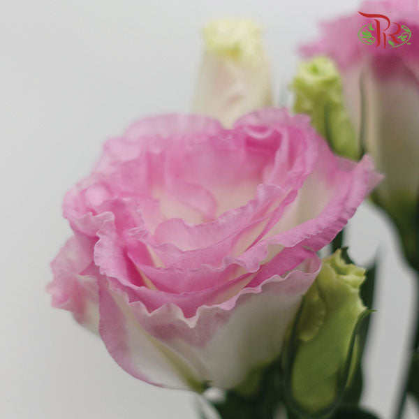 Eustoma Aube Type Pink Poctee (12-15 Stems) - Pudu Ria Florist Southern