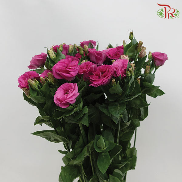 Eustoma Aube Type Red (12-15 Stems) - Pudu Ria Florist Southern