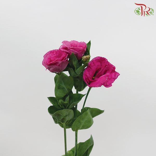 Eustoma Aube Type Red (12-15 Stems) - Pudu Ria Florist Southern