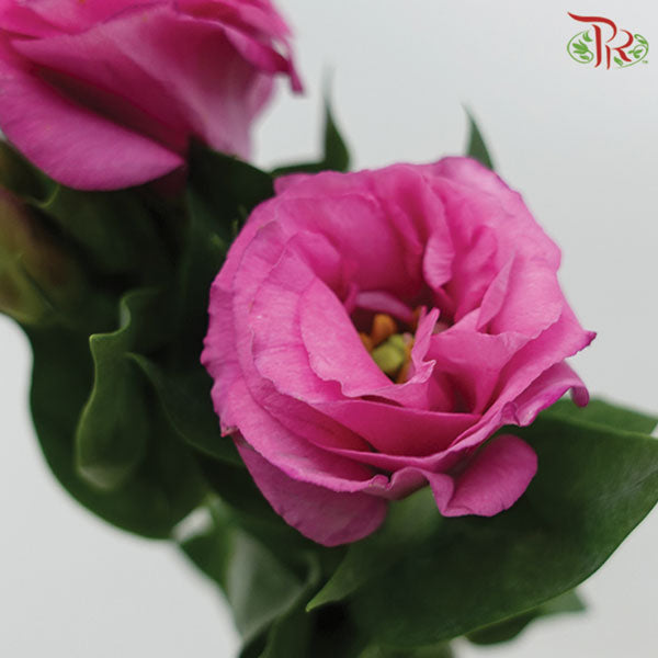 Eustoma Aube Type Red (12-15 Stems) - Pudu Ria Florist Southern