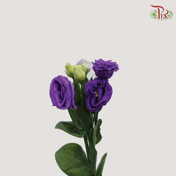 Eustoma Aube Type Rosina Blue (12-15 Stems) - Pudu Ria Florist Southern