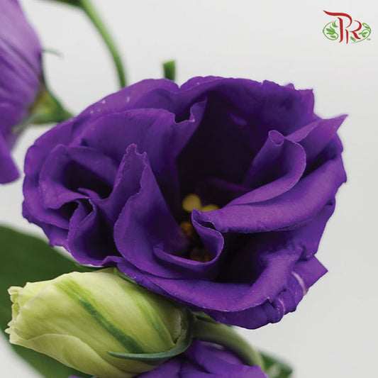 Eustoma Aube Type Rosina Blue (12-15 Stems) - Pudu Ria Florist Southern