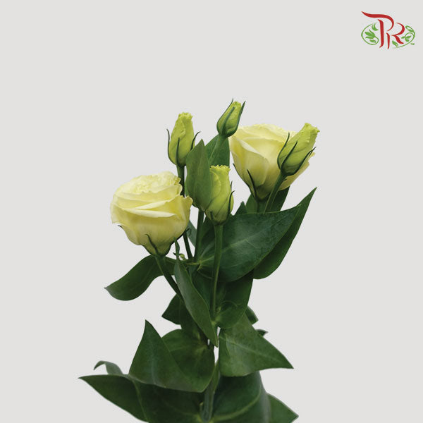 Eustoma Aube Type Rosina White (12-15 Stems) - Pudu Ria Florist Southern