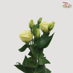 Eustoma Aube Type Rosina White (12-15 Stems) - Pudu Ria Florist Southern