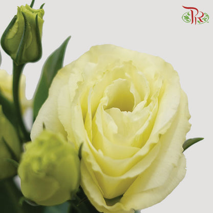 Eustoma Aube Type Rosina White (12-15 Stems) - Pudu Ria Florist Southern