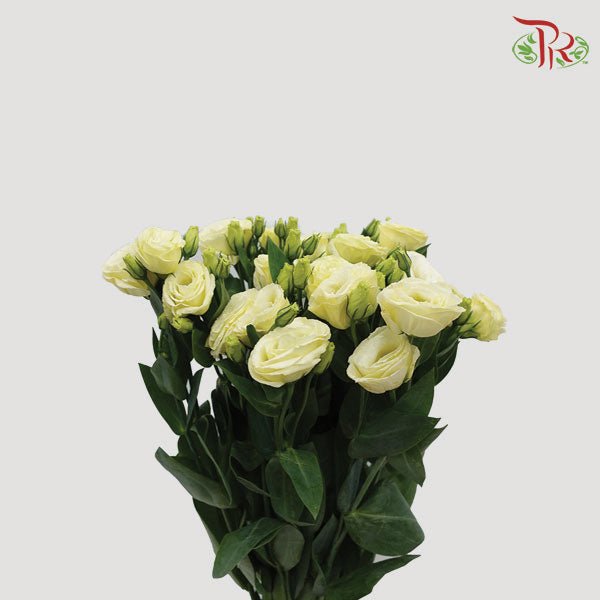 Eustoma Aube Type Rosina White (12-15 Stems) - Pudu Ria Florist Southern