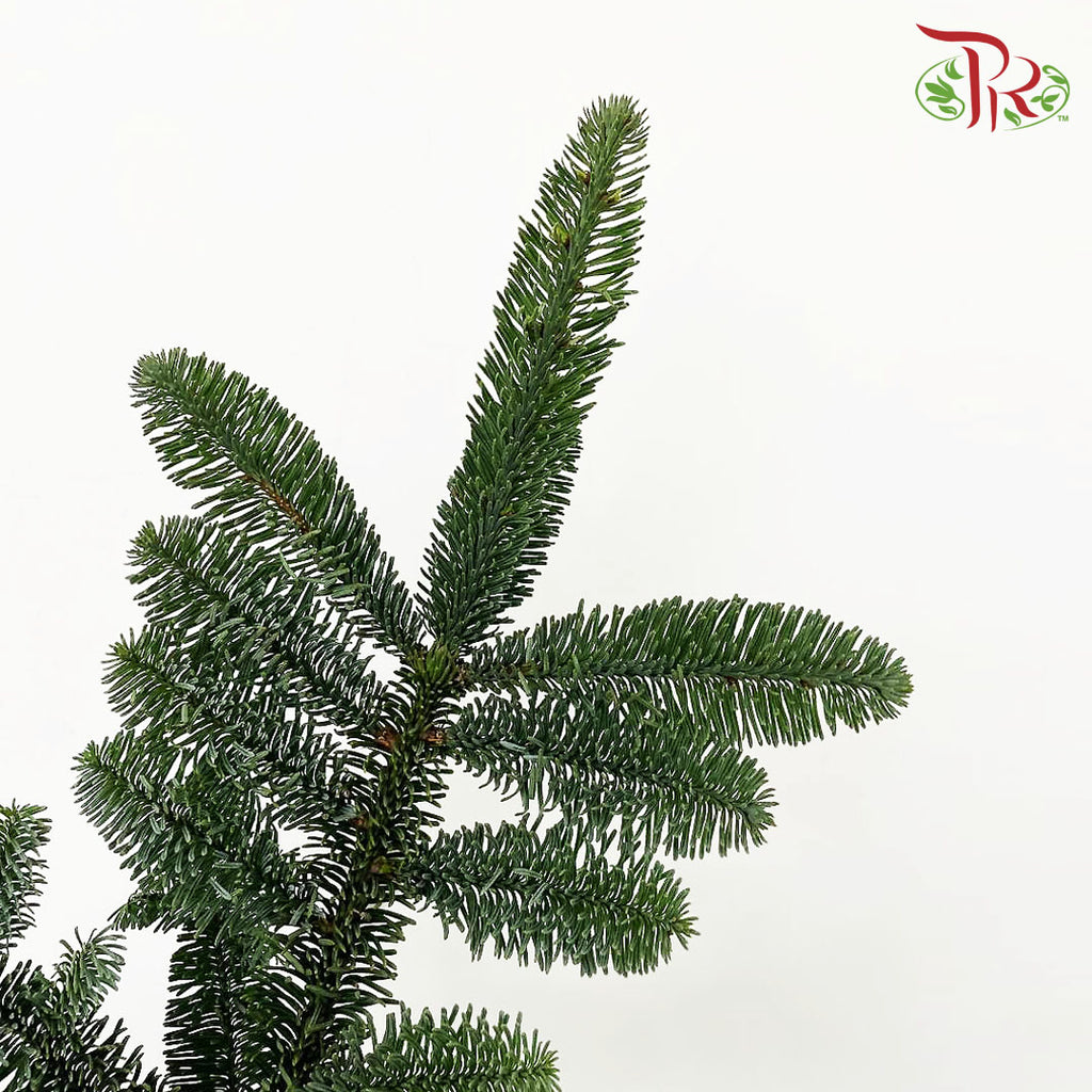 Nobilis Abies (M) / Per Stem - Pudu Ria Florist Southern
