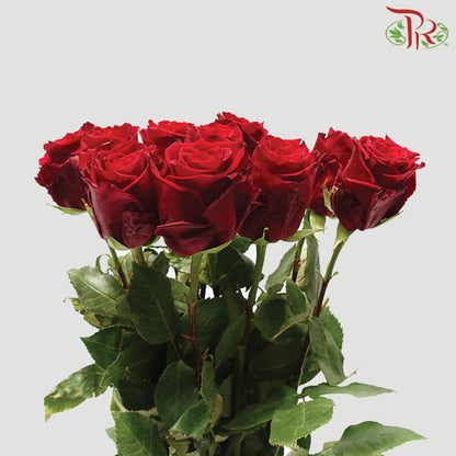 Rose Mondial Explorer (8-10 Stems) - Pudu Ria Florist Southern