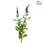Veronica Blue (Per Bundle) - Pudu Ria Florist Southern