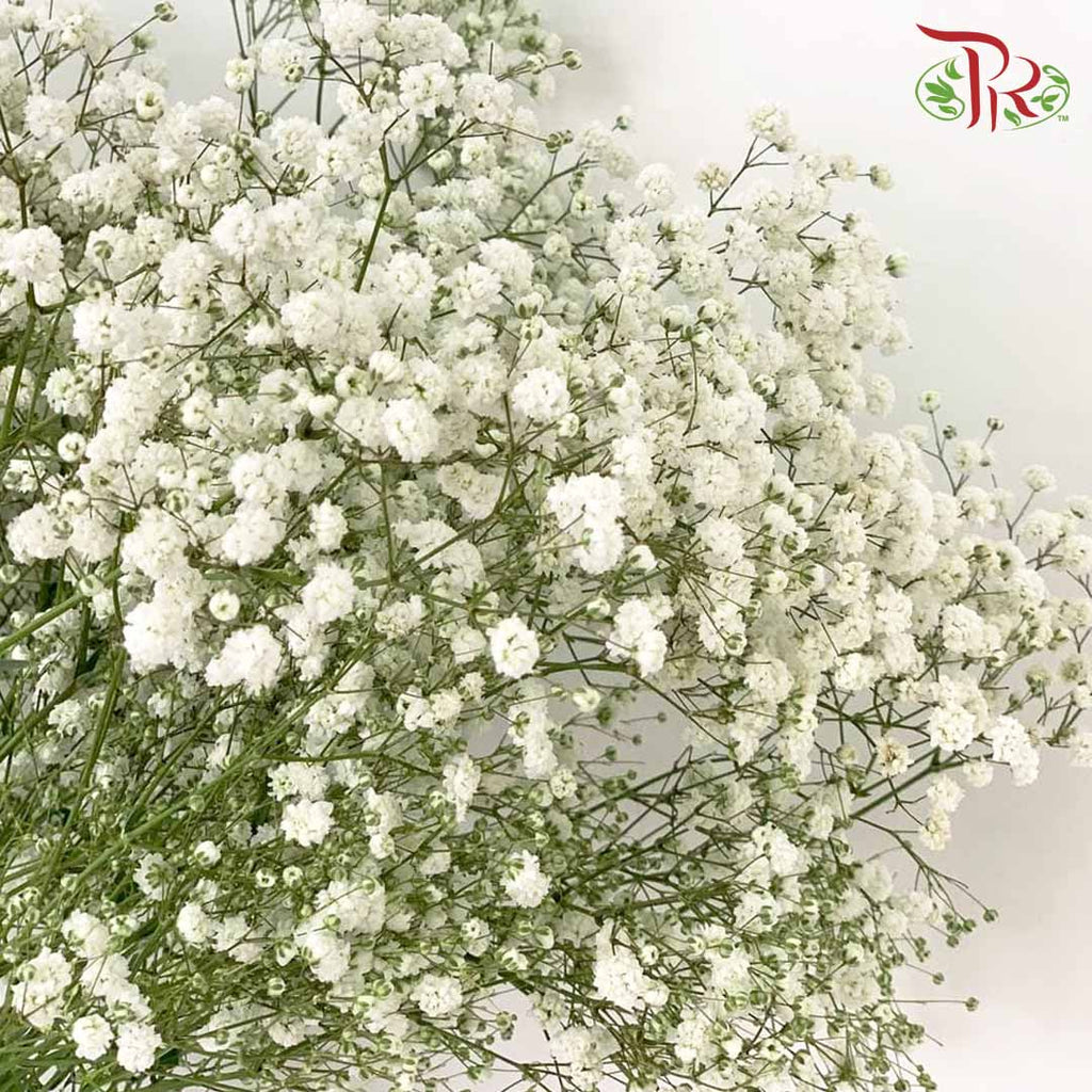 Baby's Breath White (1KG) - Pudu Ria Florist Southern