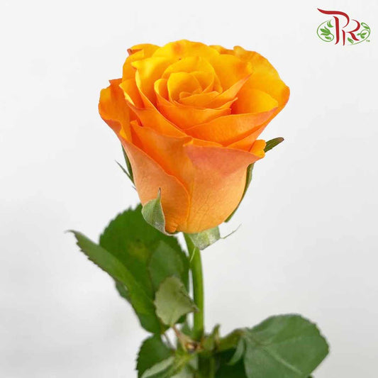 Rose Refulgence (8-10 Stems) - Pudu Ria Florist Southern