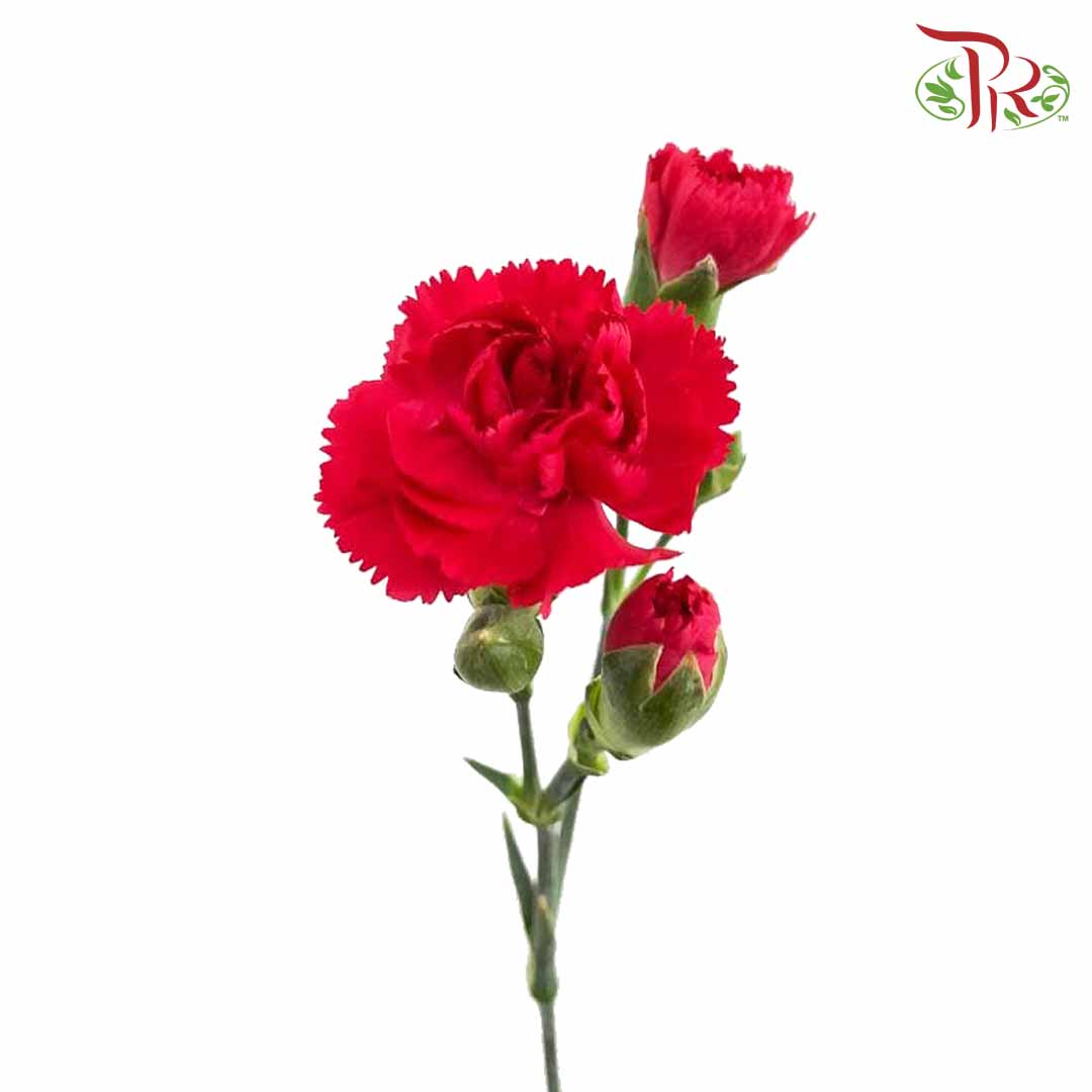 Carnation Spray Red (18-20 Stems) - Pudu Ria Florist Southern