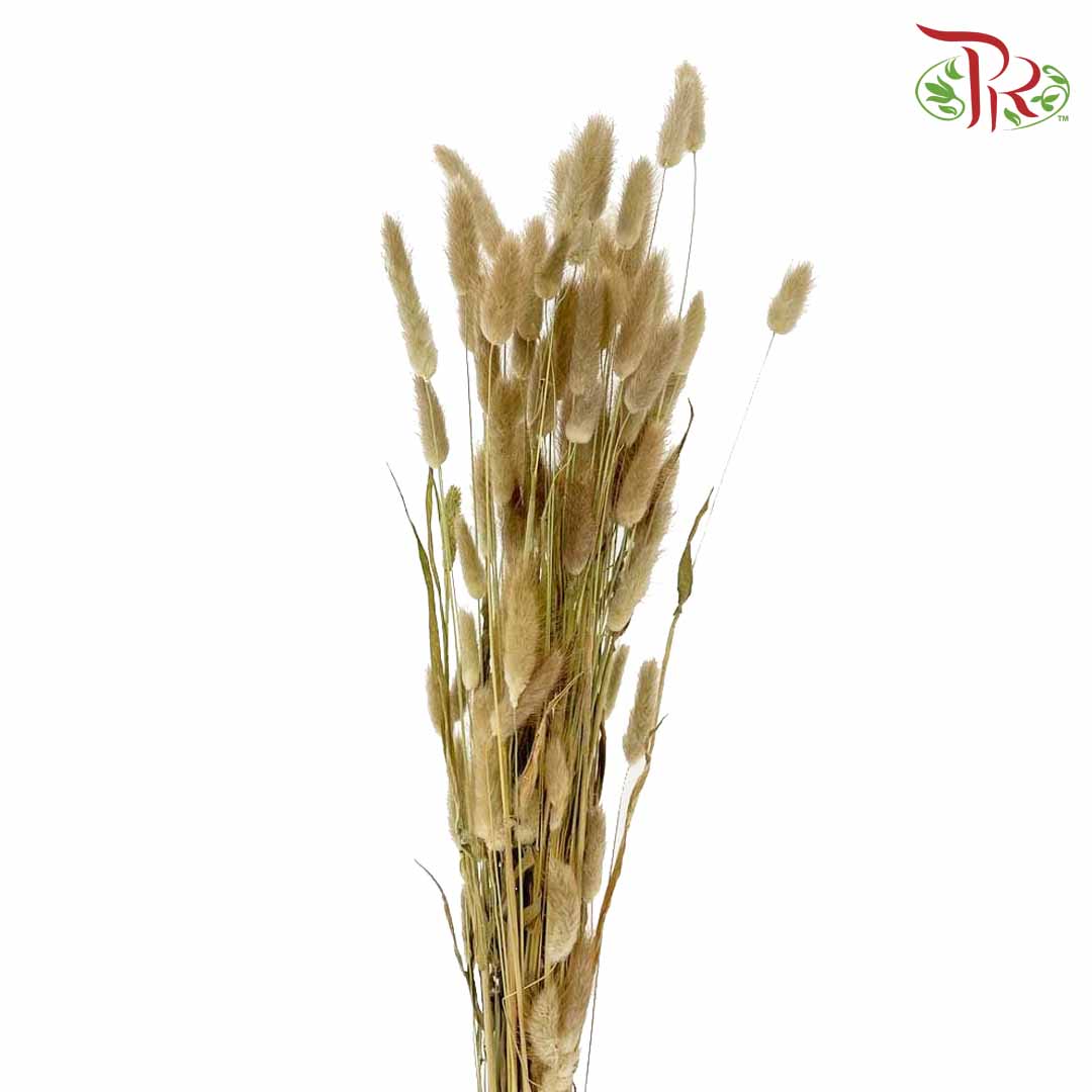 Dry Lagurus (Bunny Tails) - Natural - Pudu Ria Florist Southern