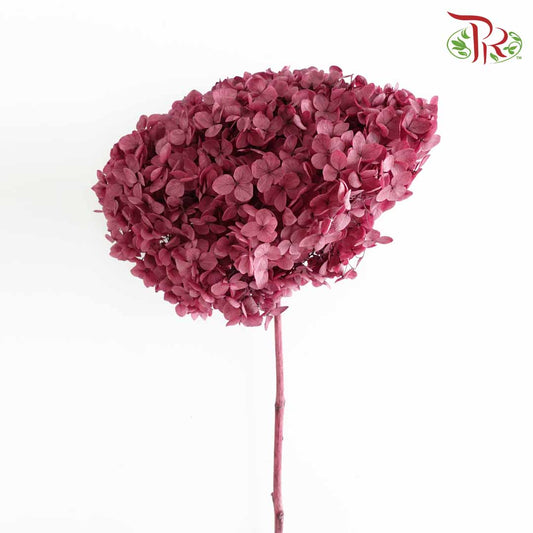 Preservative Hydrangea - Maroon / Per Stem - Pudu Ria Florist Southern