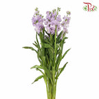 Matthiola Light Purple (Per Bundle) - Pudu Ria Florist Southern