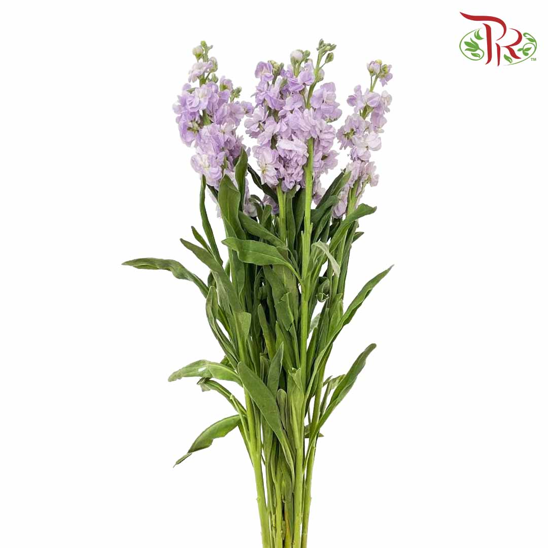 Matthiola Light Purple (Per Bundle) - Pudu Ria Florist Southern