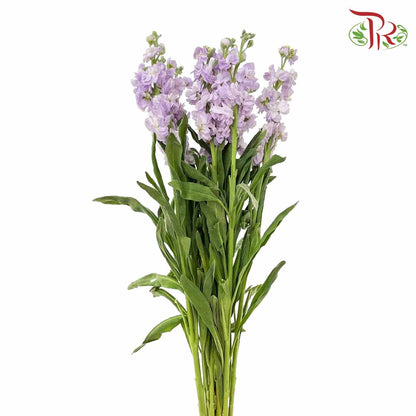 Matthiola Light Purple (Per Bundle) - Pudu Ria Florist Southern