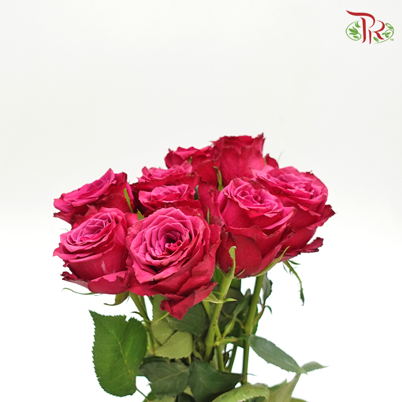 Rose Blue berry (8-10 Stems) - Pudu Ria Florist Southern