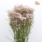 Baby's Breath Soft Pink (8-10 Stems) - Pudu Ria Florist Southern