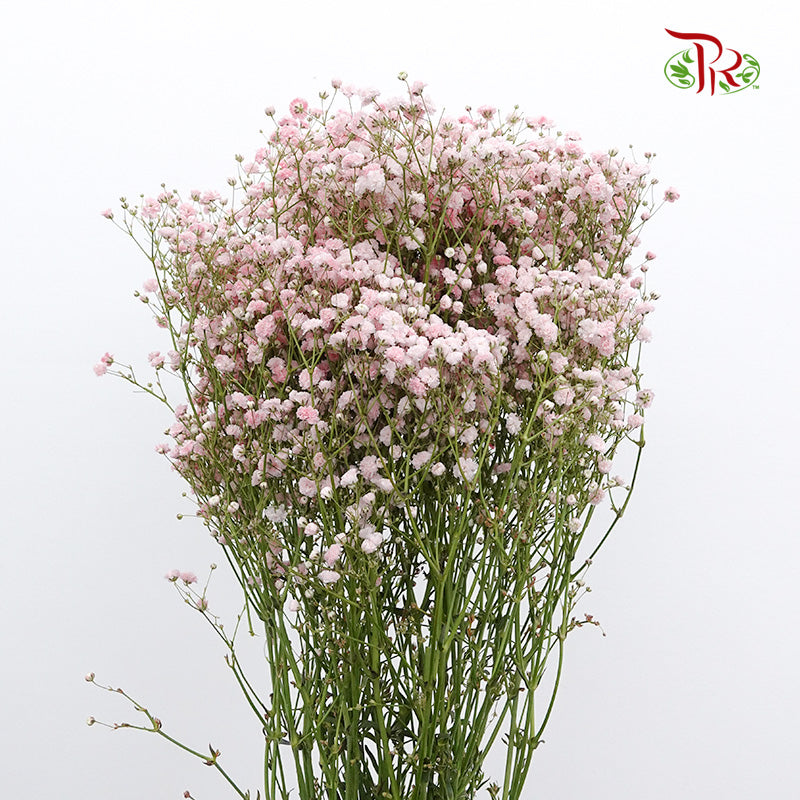 Baby's Breath Soft Pink (8-10 Stems) - Pudu Ria Florist Southern