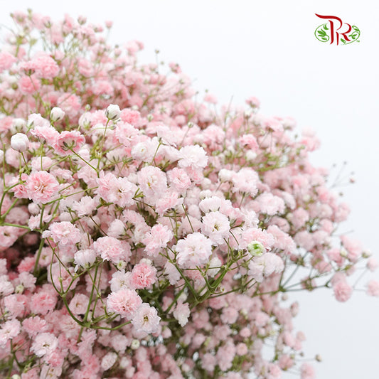 Baby's Breath Soft Pink (8-10 Stems) - Pudu Ria Florist Southern