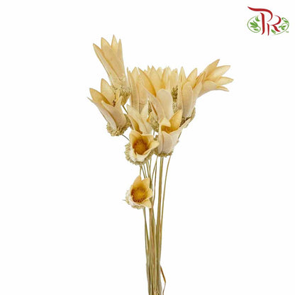 Dry Small Lily - Pudu Ria Florist Southern
