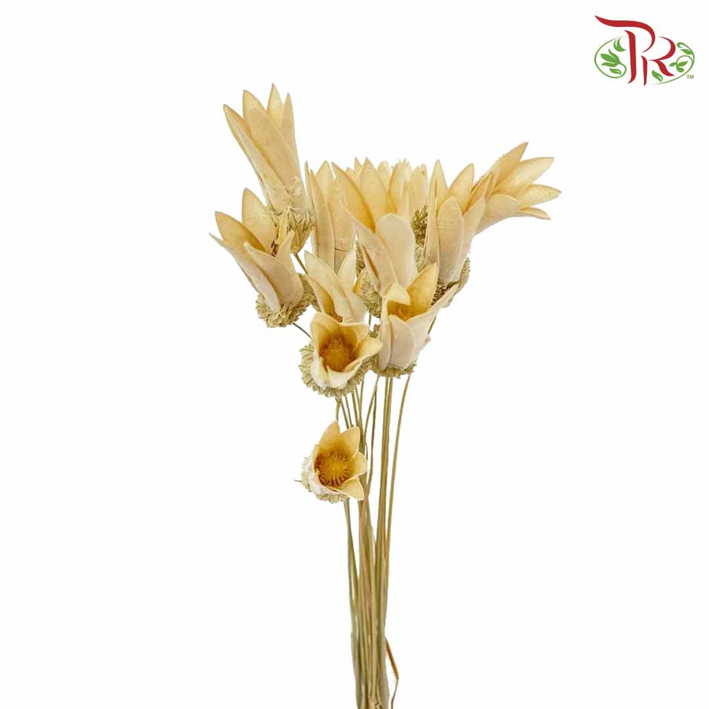 Dry Small Lily - Pudu Ria Florist Southern