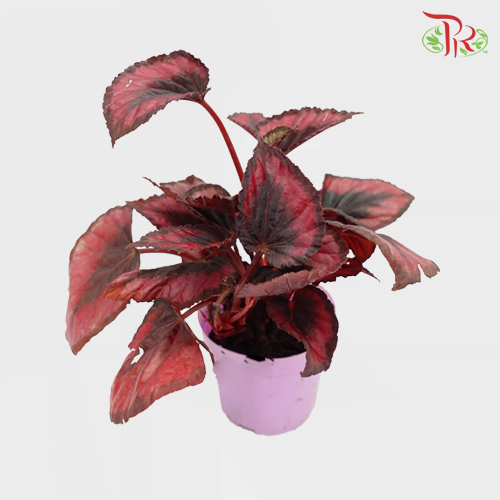Begonia Rex Red - Pudu Ria Florist Southern