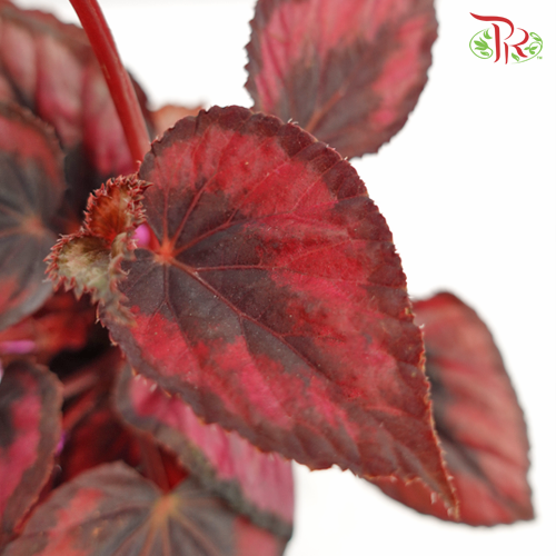 Begonia Rex Red - Pudu Ria Florist Southern