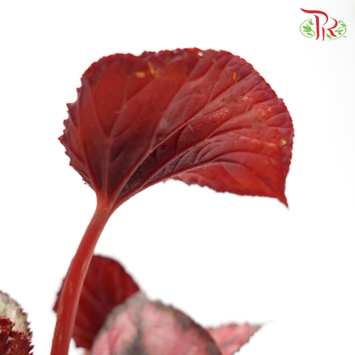 Begonia Rex Red - Pudu Ria Florist Southern