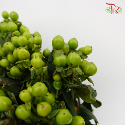 Berry Hypericum Green - Pudu Ria Florist Southern