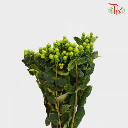 Berry Hypericum Green - Pudu Ria Florist Southern