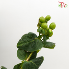 Berry Hypericum Green - Pudu Ria Florist Southern
