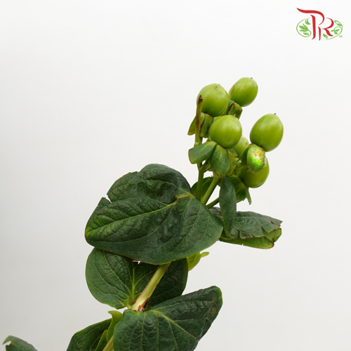 Berry Hypericum Green - Pudu Ria Florist Southern