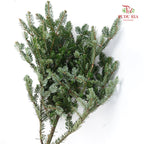Nobilis Fir - Pudu Ria Florist Southern